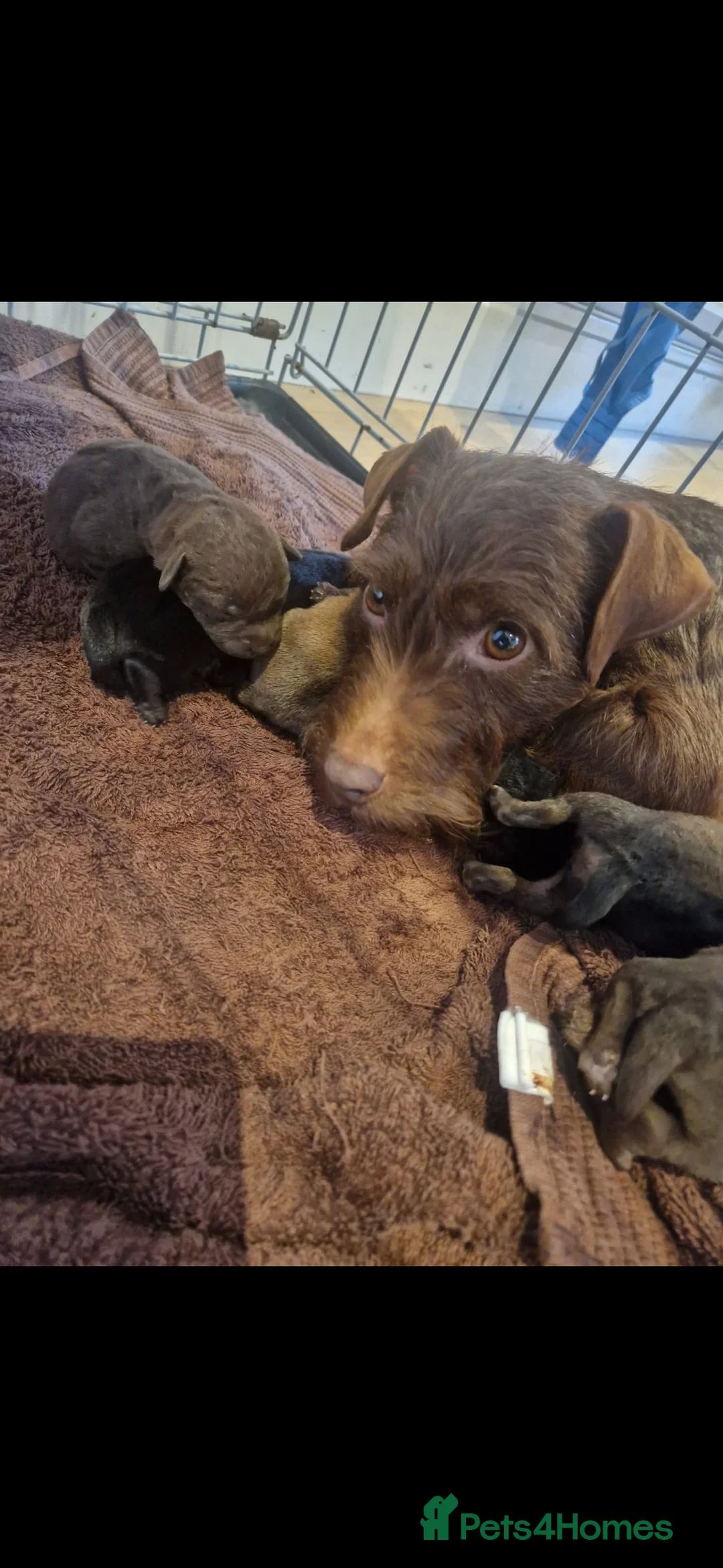 Patterdale Terrier dogs for sale: Patterdale puppies  - Advert 9