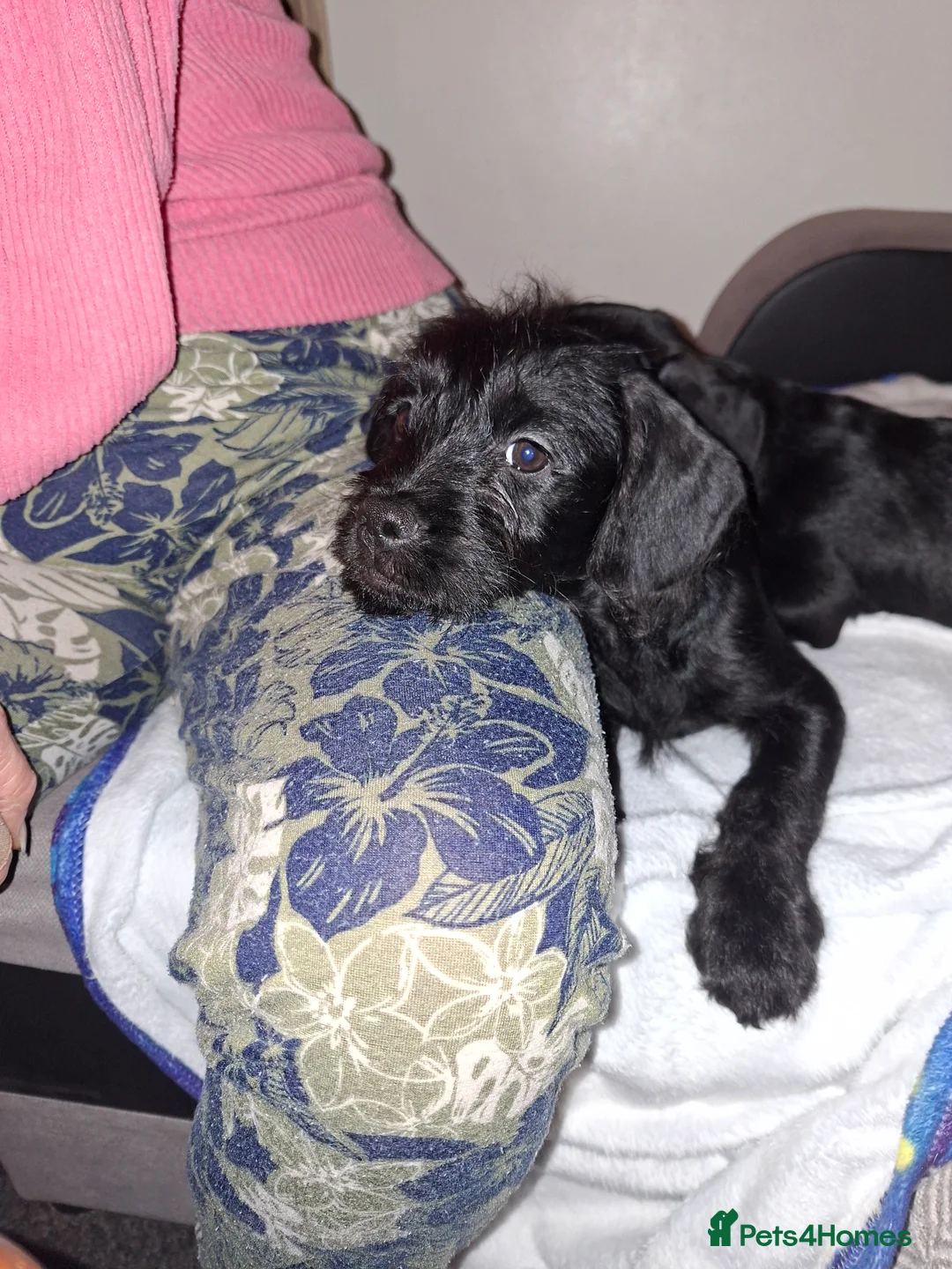 Mixed Breed dogs for sale: Miniature Poodle cross french bulldog puppies  - Advert 12