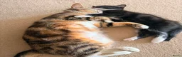 European cats for sale: The most gorgeous girl in London - Advert 2