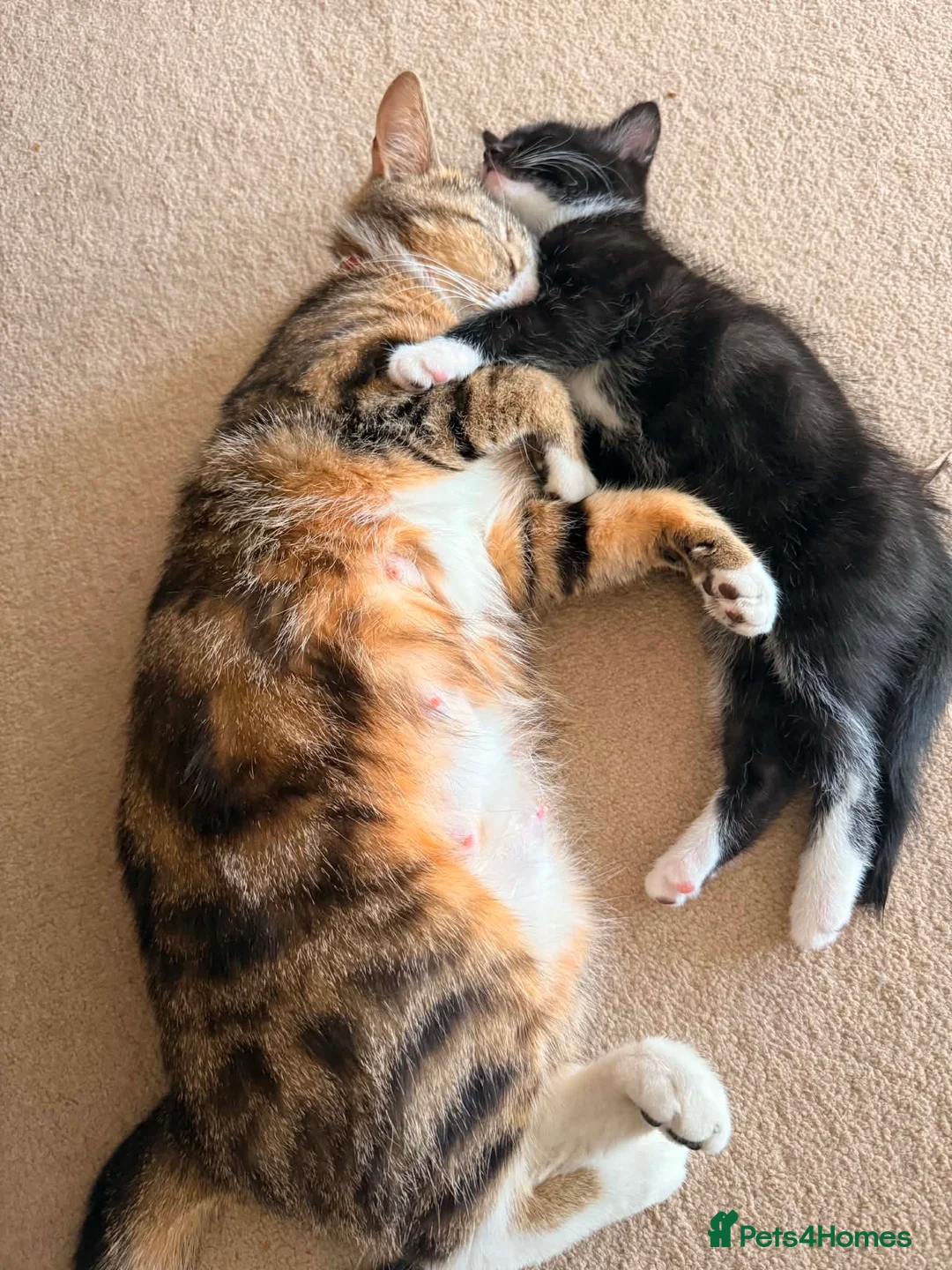 European cats for sale: The most gorgeous girl in London - Advert 2