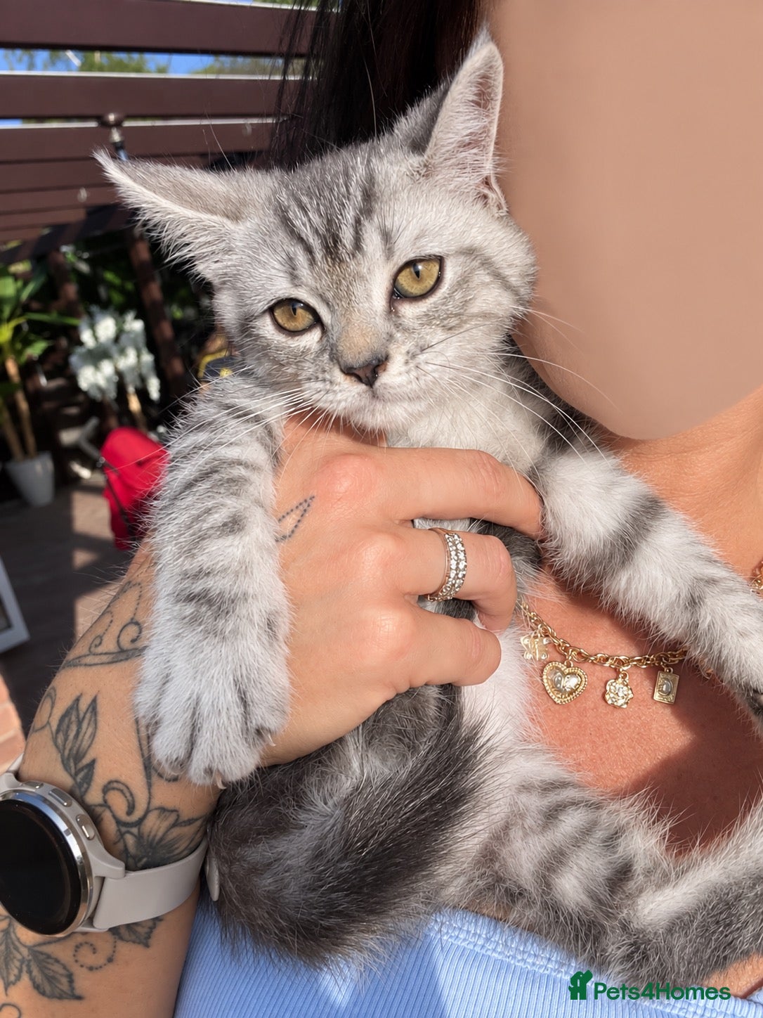 British Shorthair cats ❤️British shorthair Fold&Maine Coon ❤️ - Advert 2
