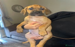Cane Corso dogs for sale: 9 week old cane corso puppies for sale - Image 7