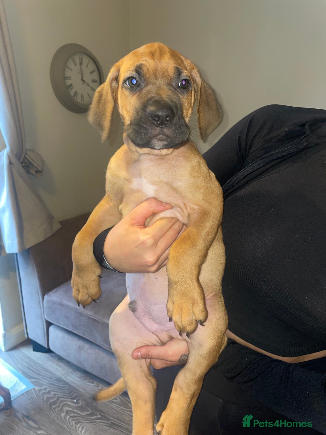 Cane Corso dogs for sale: 9 week old cane corso puppies for sale - Image 7