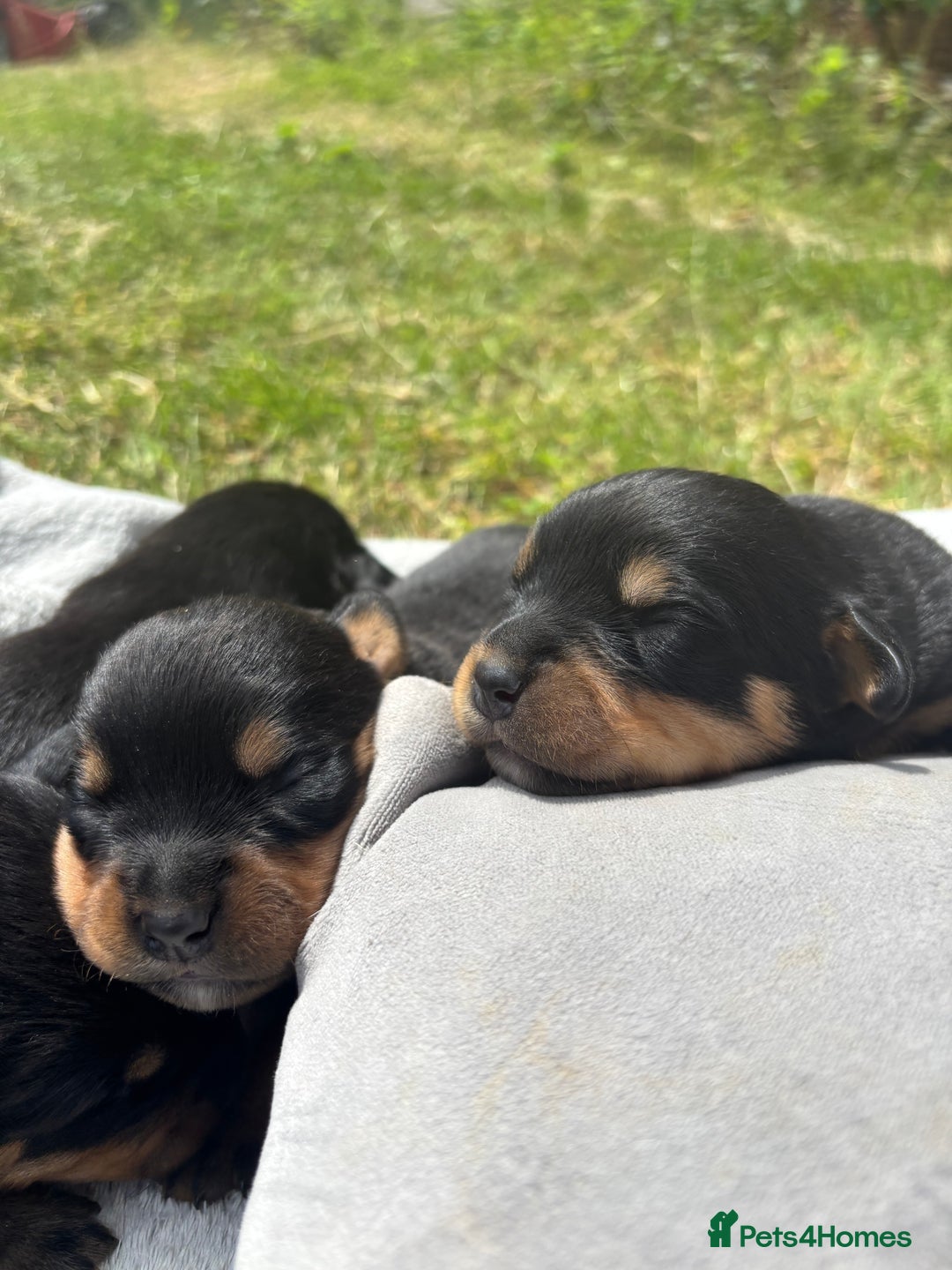 Rottweiler dogs for sale: Chunky Rottweiler puppies for sale  - Image 6