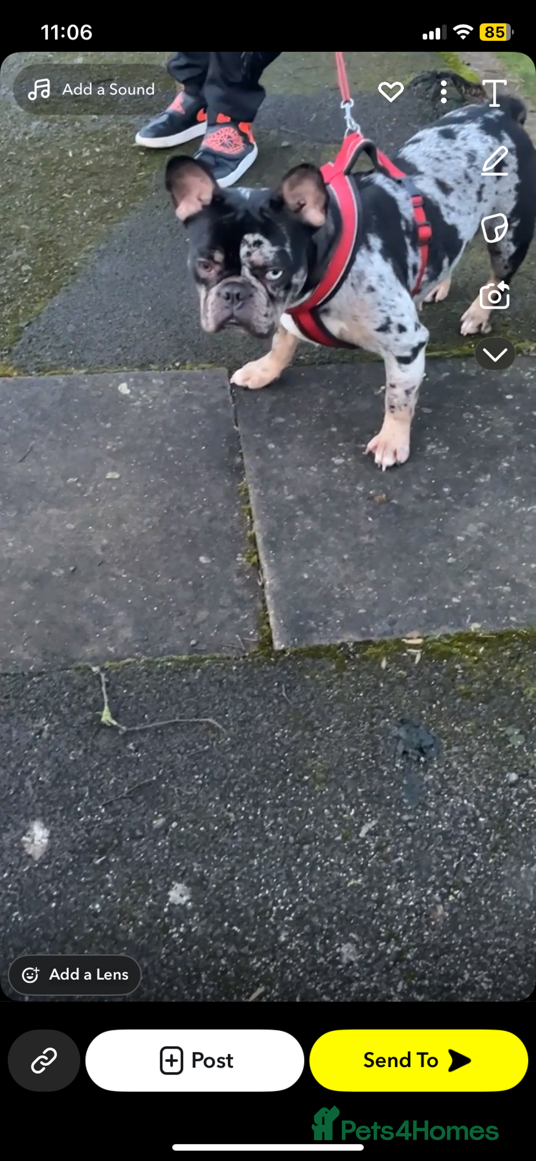 French Bulldog dogs for sale: Adult Female French bulldog for sale  - Advert 3