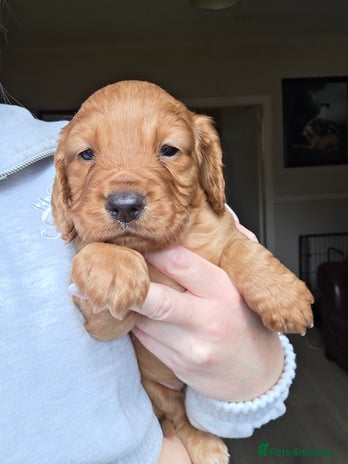 Cocker Spaniel dogs - Advert 9