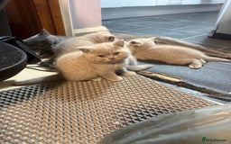 British Shorthair cats for sale: Lilac British shorthairs champion lines  - Image 9