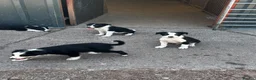 Border Collie dogs for sale: Isds reg border collie pups in Llangadog - Advert 5
