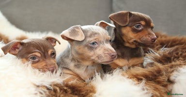 Jack Russell dogs - Advert 7