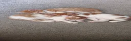 Domestic Shorthair cats for sale: Ginger kittens for sale - Advert 17