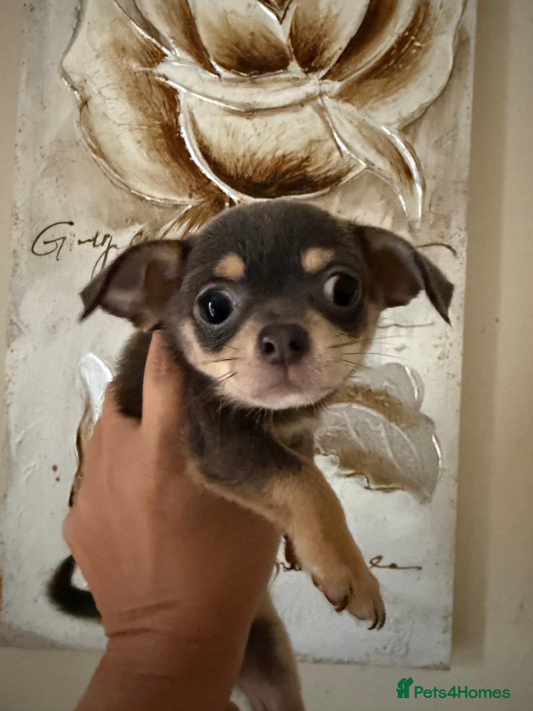 Chihuahua dogs for sale: Lilac tricolour chihuahua puppies - Image 19