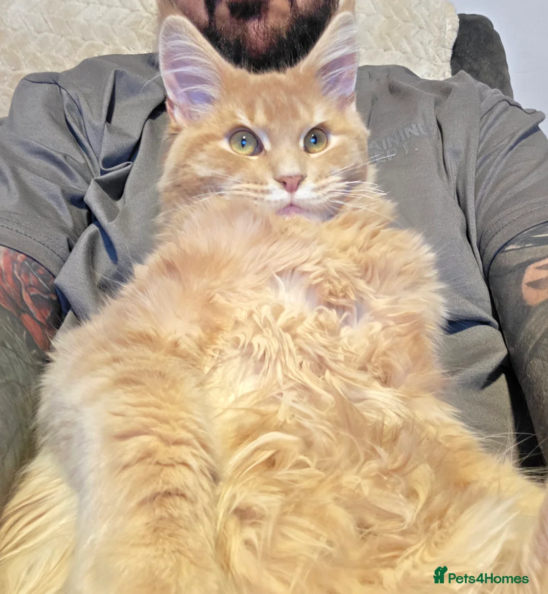Maine Coon cats for sale: Main Coon in Sheffield - Advert 1