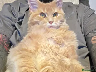 Maine Coon cats Main Coon in Sheffield - Advert 1