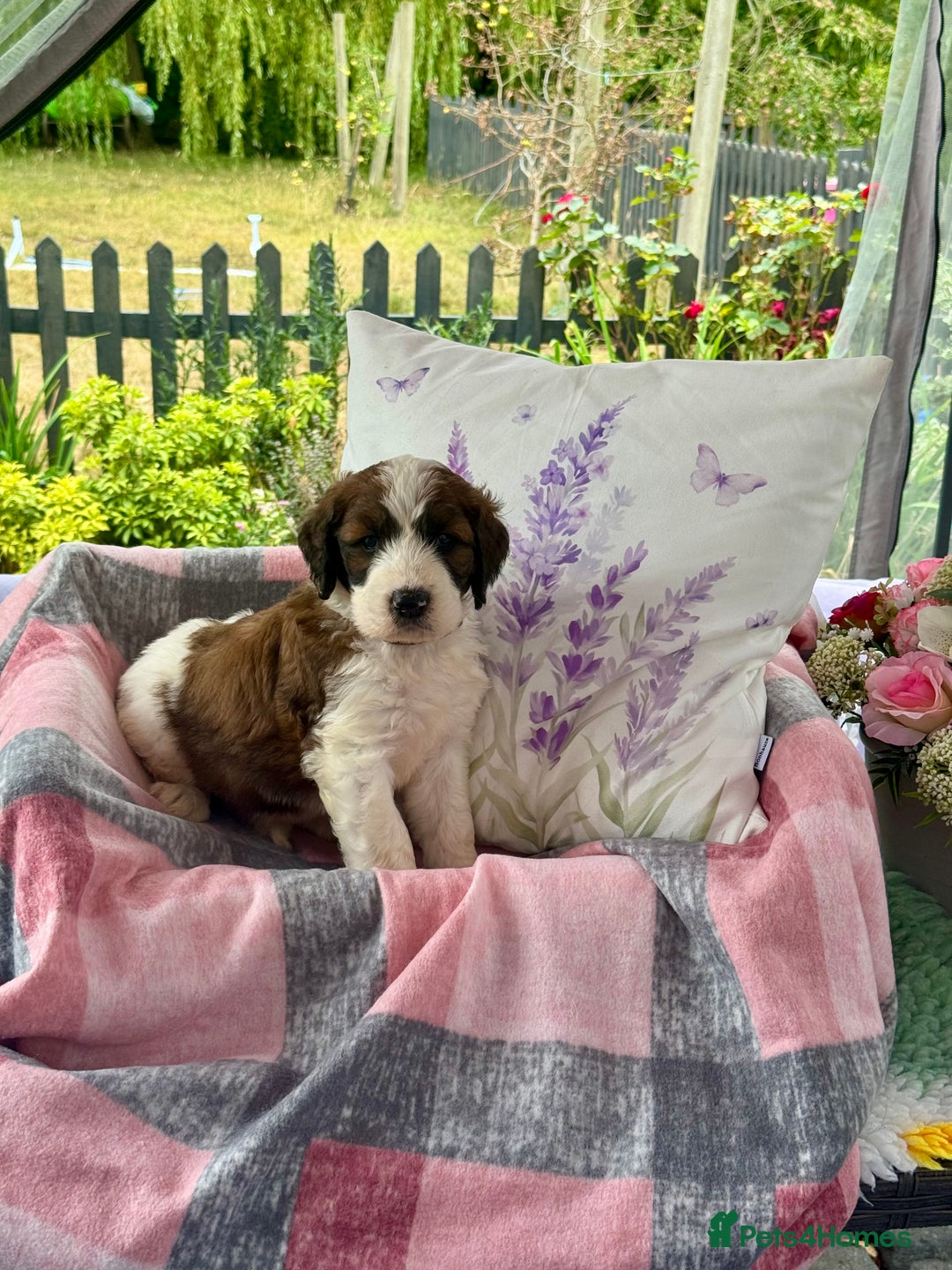 Saint Bernard dogs for sale: F1 st doodles puppies for sale - Image 39