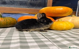 Netherland Dwarf rabbits for sale: Netherland Dwarf black Otter Buck - Image 1
