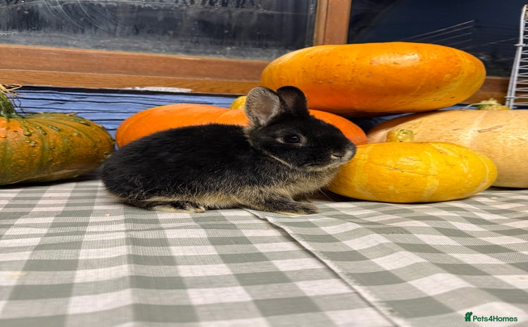 Netherland Dwarf rabbits - Advert 7