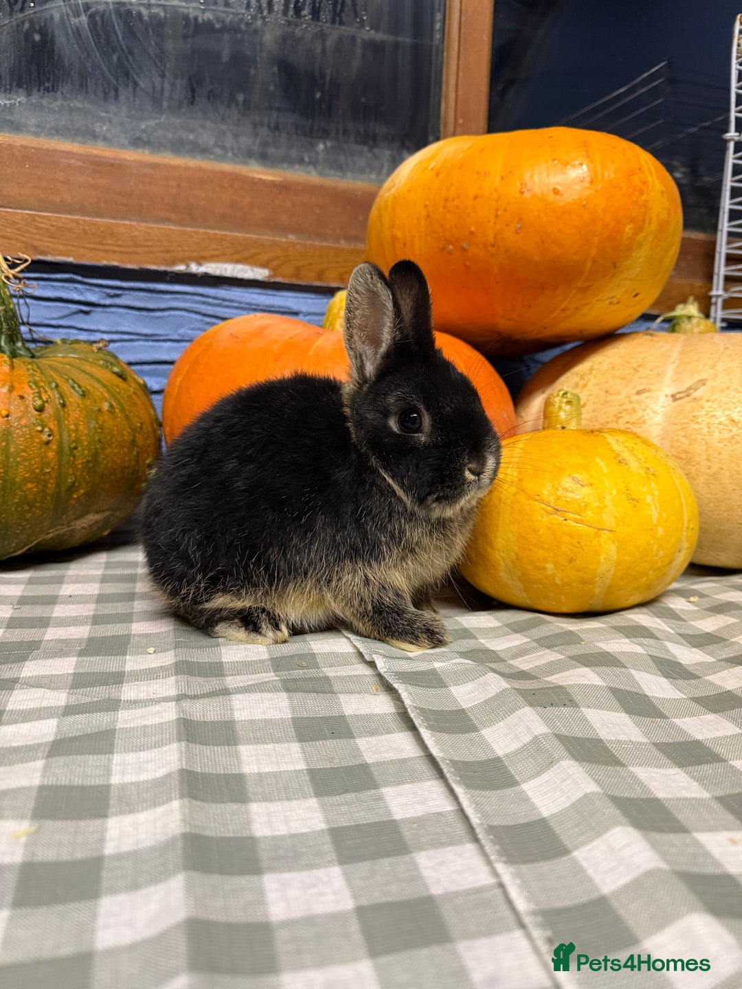 Netherland Dwarf rabbits for sale: Netherland Dwarf black Otter Buck - Image 1