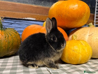Netherland Dwarf rabbits - Advert 28
