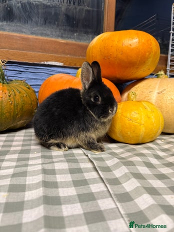 Netherland Dwarf rabbits - Advert 5