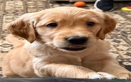 Golden Retriever dogs for sale: Dark Red Golden Retriever Pups Ready 1st November - Image 29