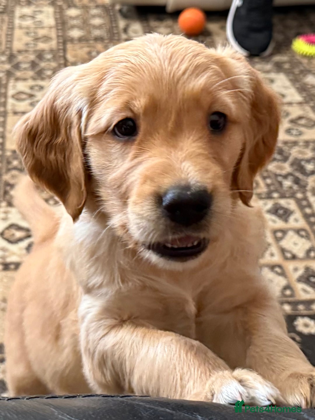 Golden Retriever dogs for sale: Dark Red Golden Retriever Pups Ready 1st November - Image 29