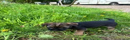 Border Terrier dogs for sale: Border terrier puppies - Advert 7