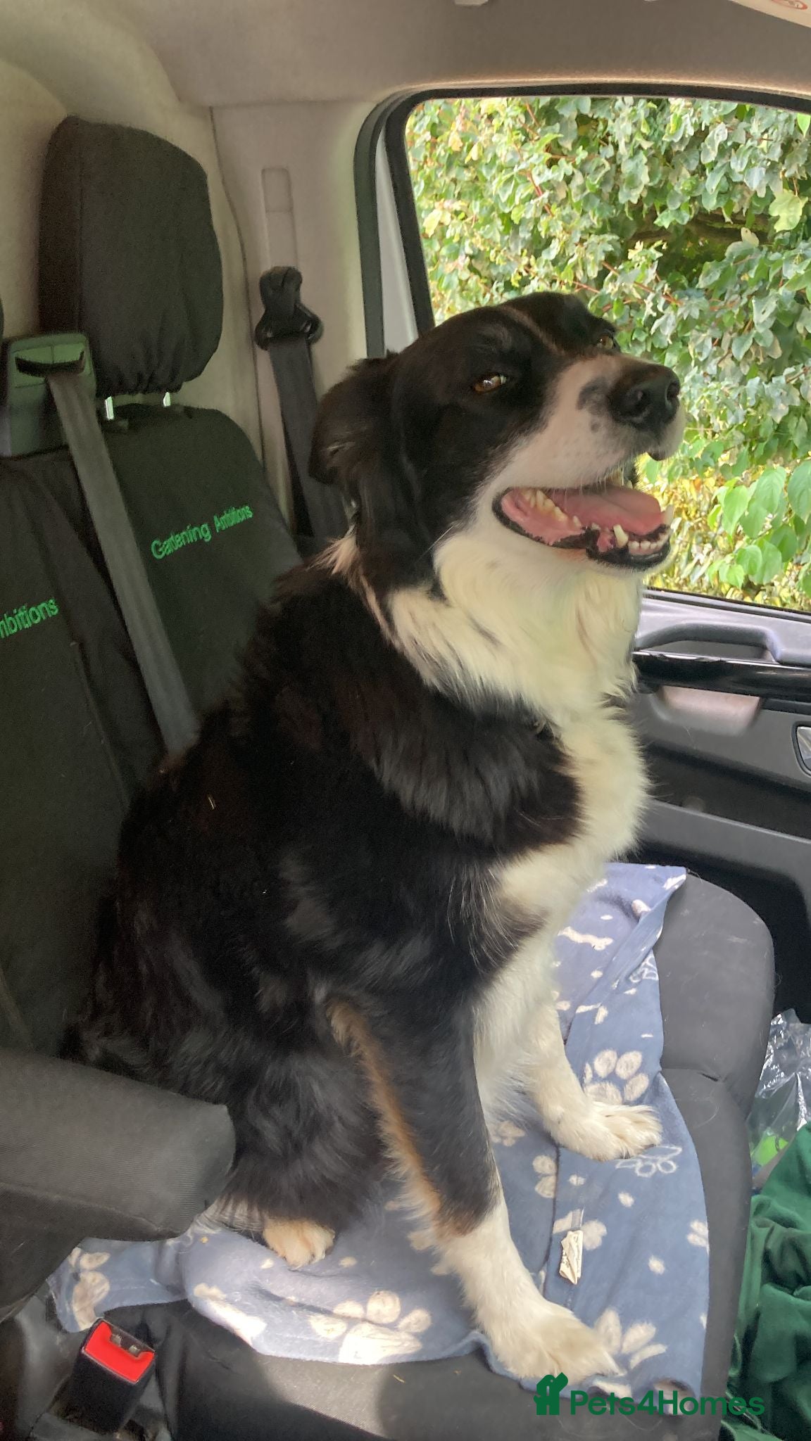 Border Collie dogs Border collies for sale - Advert 3