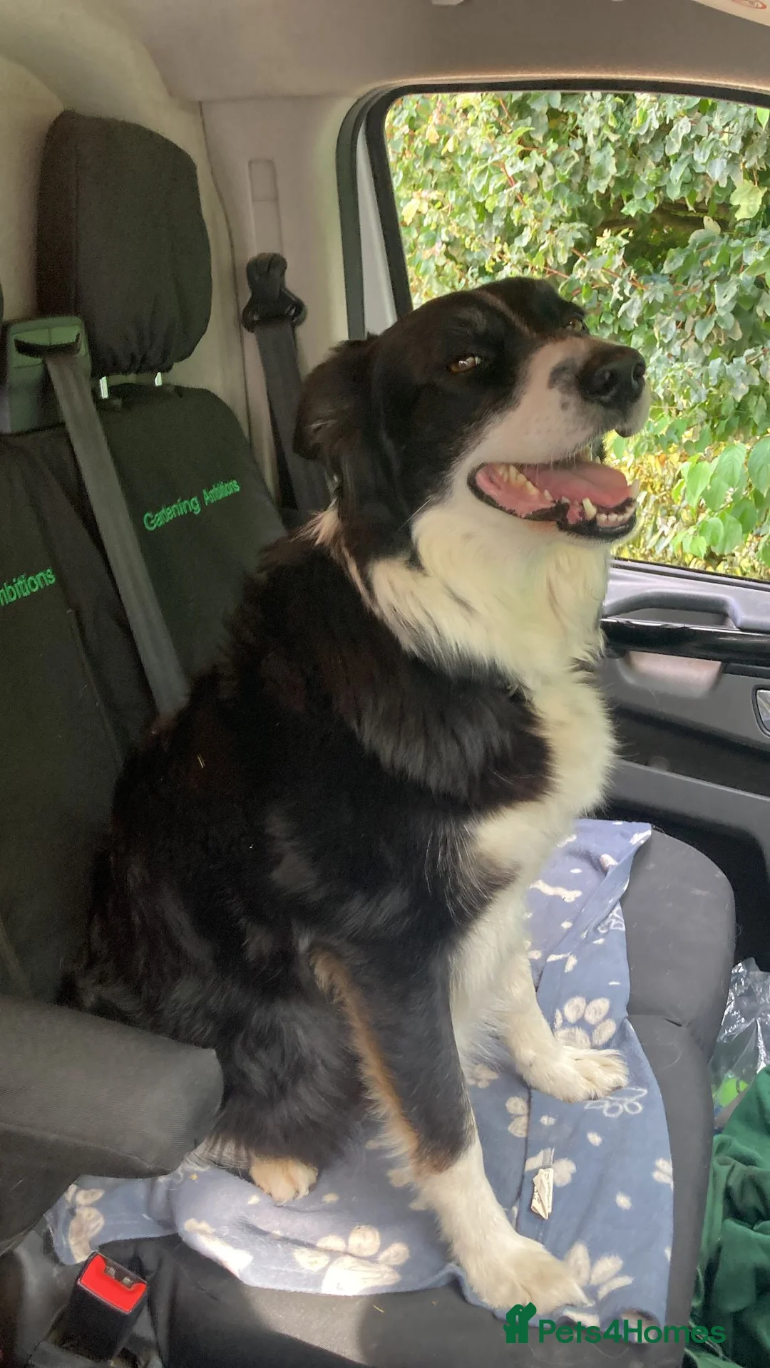 Border Collie dogs for sale: Border collies for sale - Advert 1