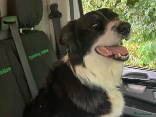 Border Collie dogs Border collies for sale - Advert 3