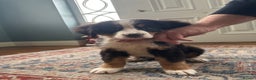 Bernese Mountain Dog dogs for sale: Bernese Mountain Dog Pups  - Advert 13