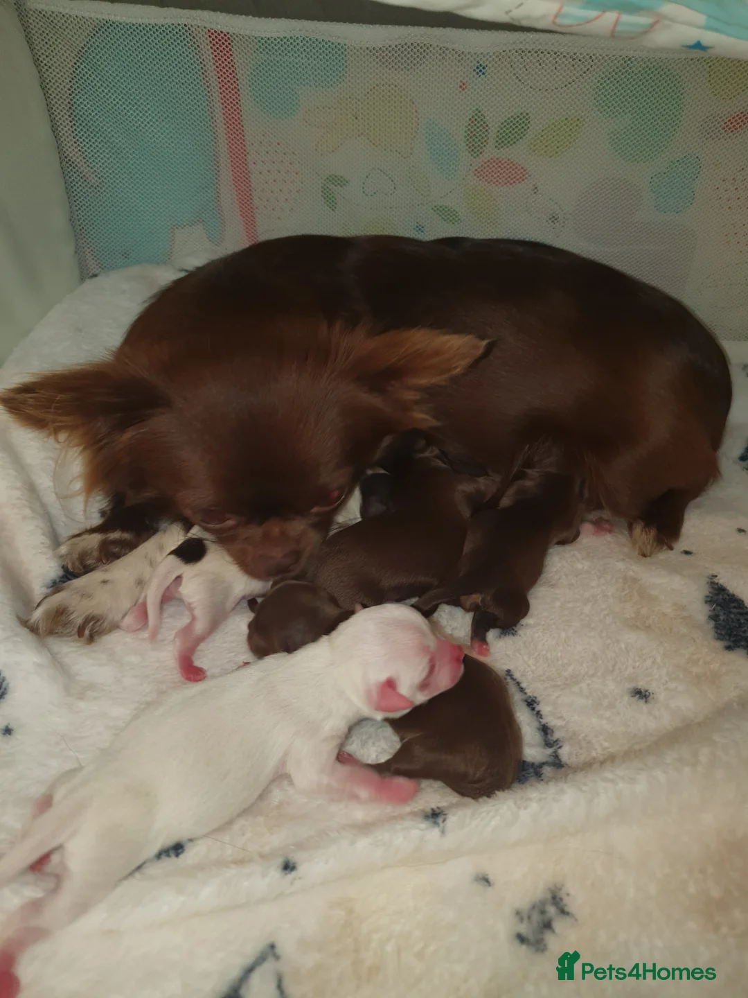 Chihuahua dogs for sale: Xx **  chihuahuas READY NOW.. - Advert 2