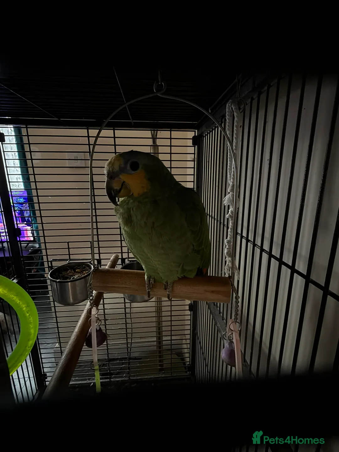 Parrots birds for sale: Amazon parrot for sale - Advert 4