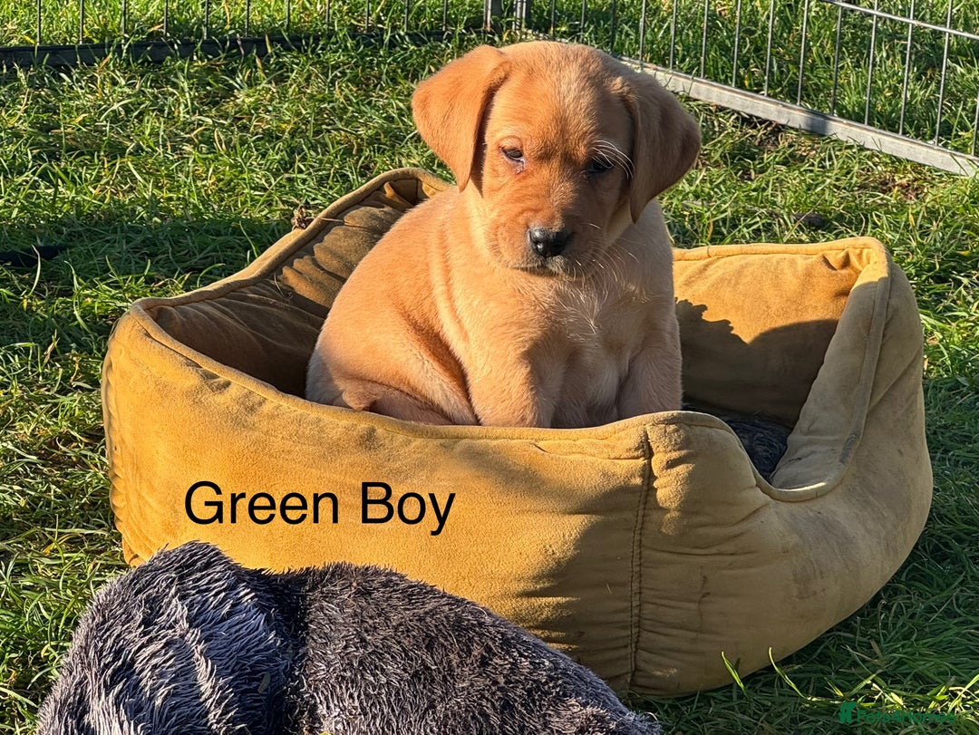 Labrador Retriever dogs for stud: Proven KC Reg Labrador health tested stud in Olney - Advert 33