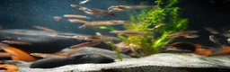 Other/Mixed Breed fish for sale: Red Chinese Snakehead - Advert 24