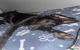 Mixed Breed dogs for sale: Dante  - Image 1