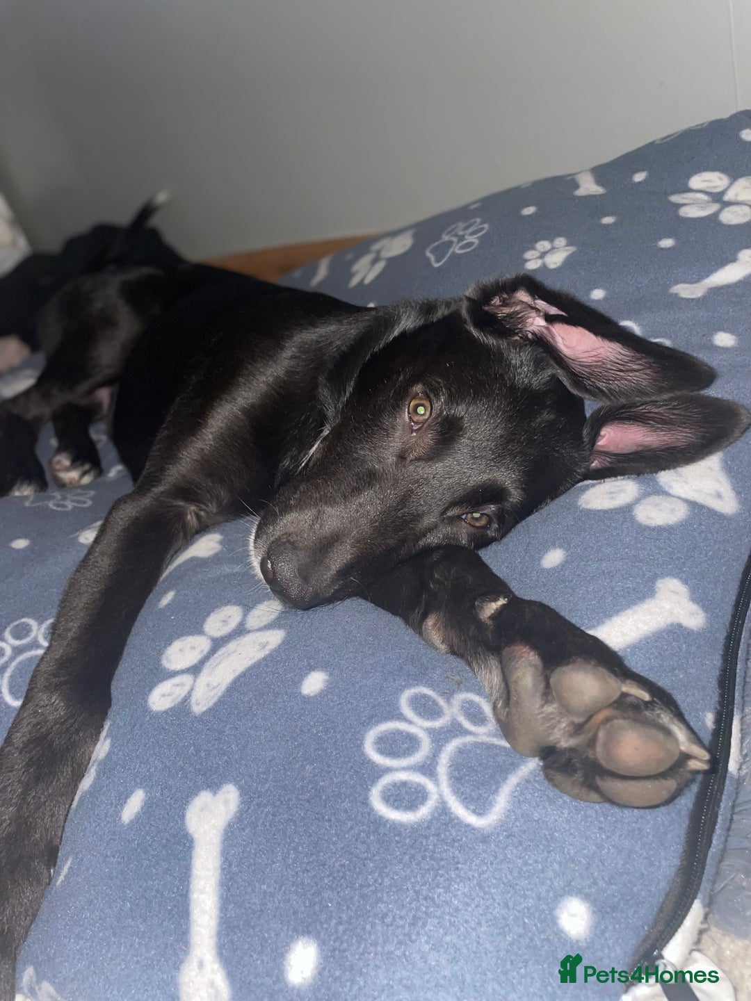 Mixed Breed dogs for sale: Dante  - Image 1