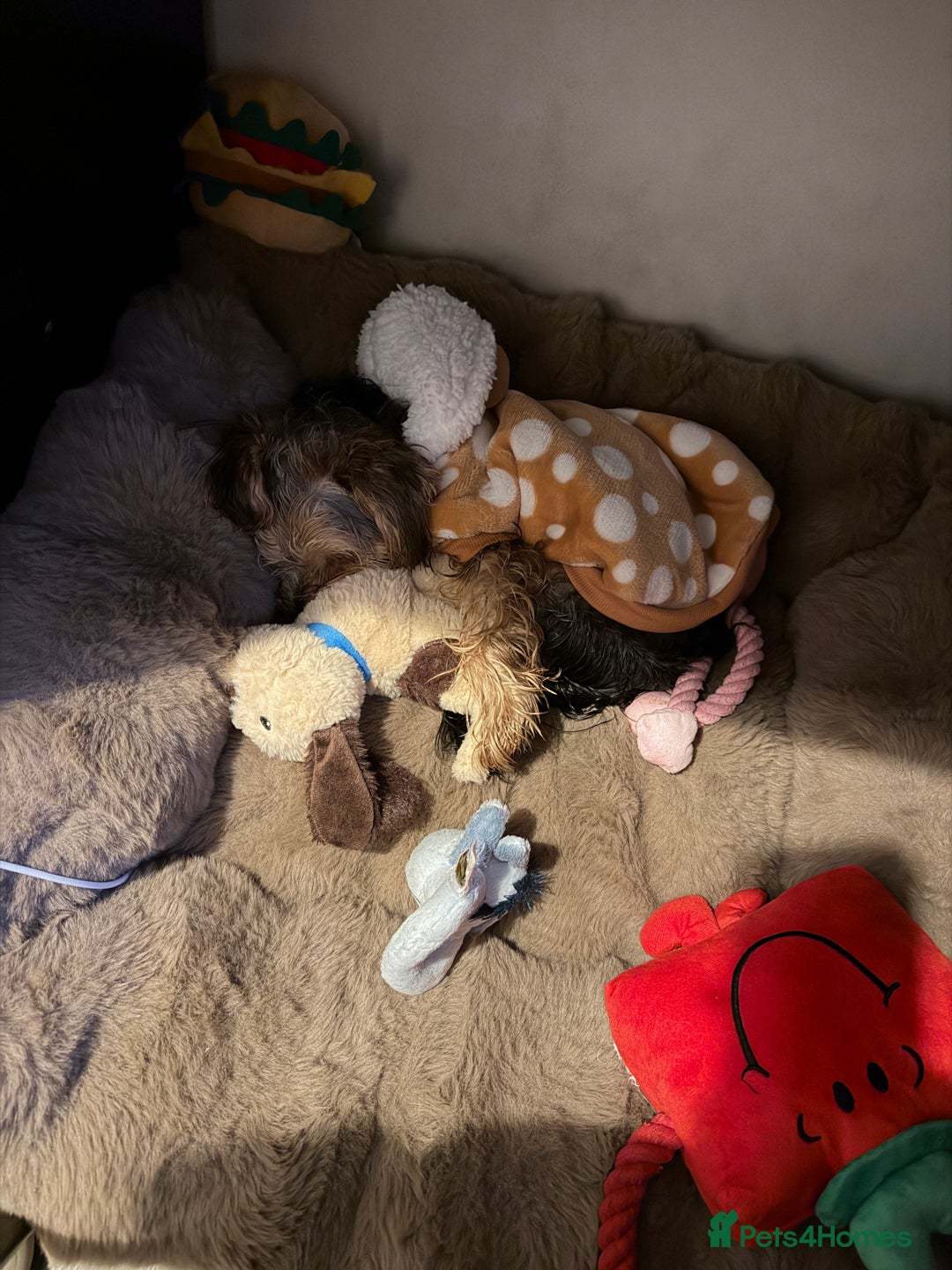 Yorkshire Terrier dogs for sale: Adorable 7-Month-Old Yorkshire Terrier  - Advert 5