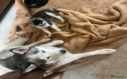 Siberian Husky dogs for sale: Siberian husky puppies  - Image 8