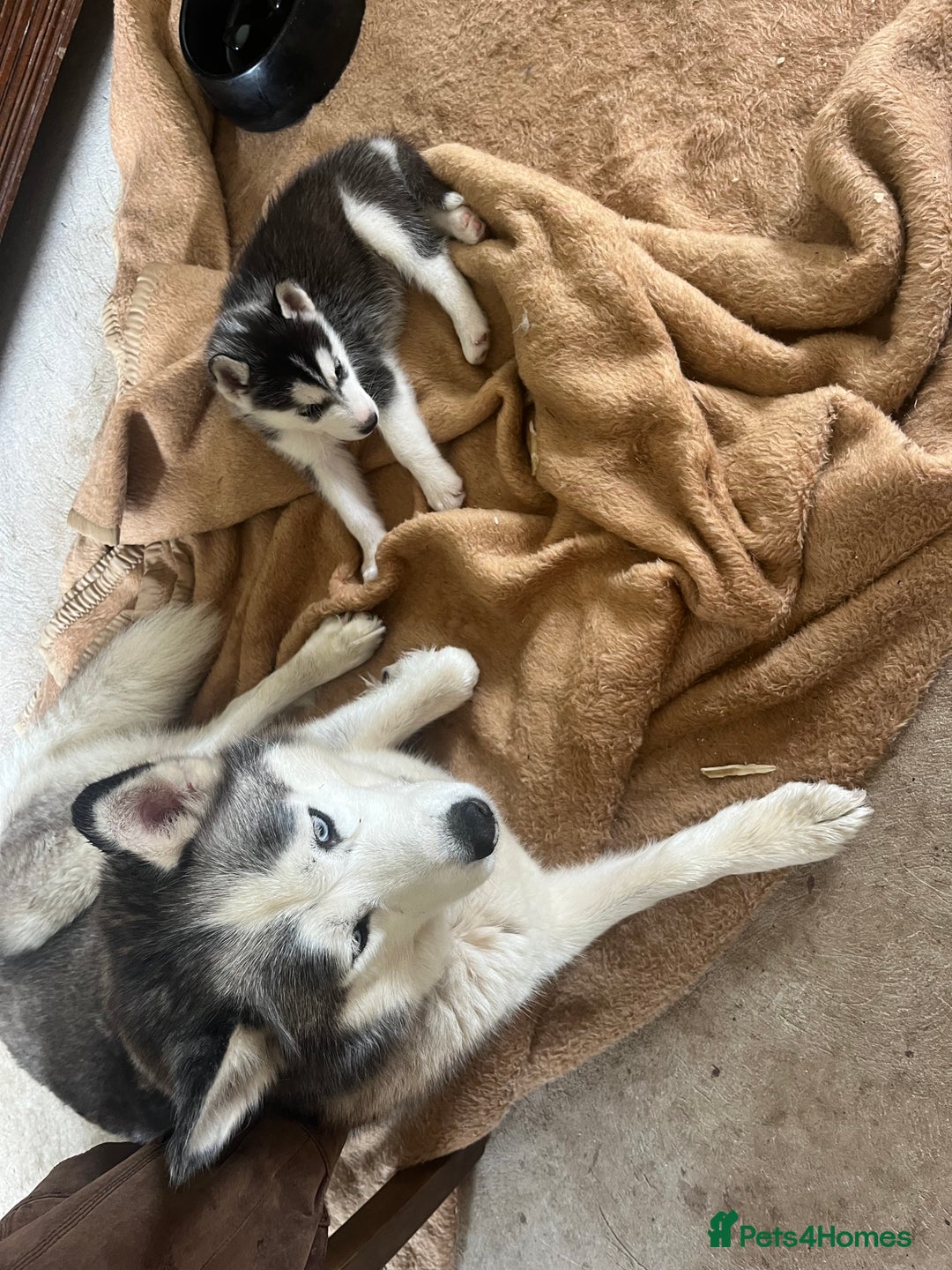Siberian Husky dogs for sale: Siberian husky puppies  - Image 8