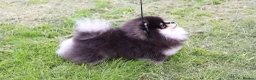 Pomeranian dogs for stud: KC Registered Pomeranian for stud  - Advert 7