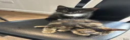 Mixed Breed cats for sale: Beautiful kittens ready now - Advert 6