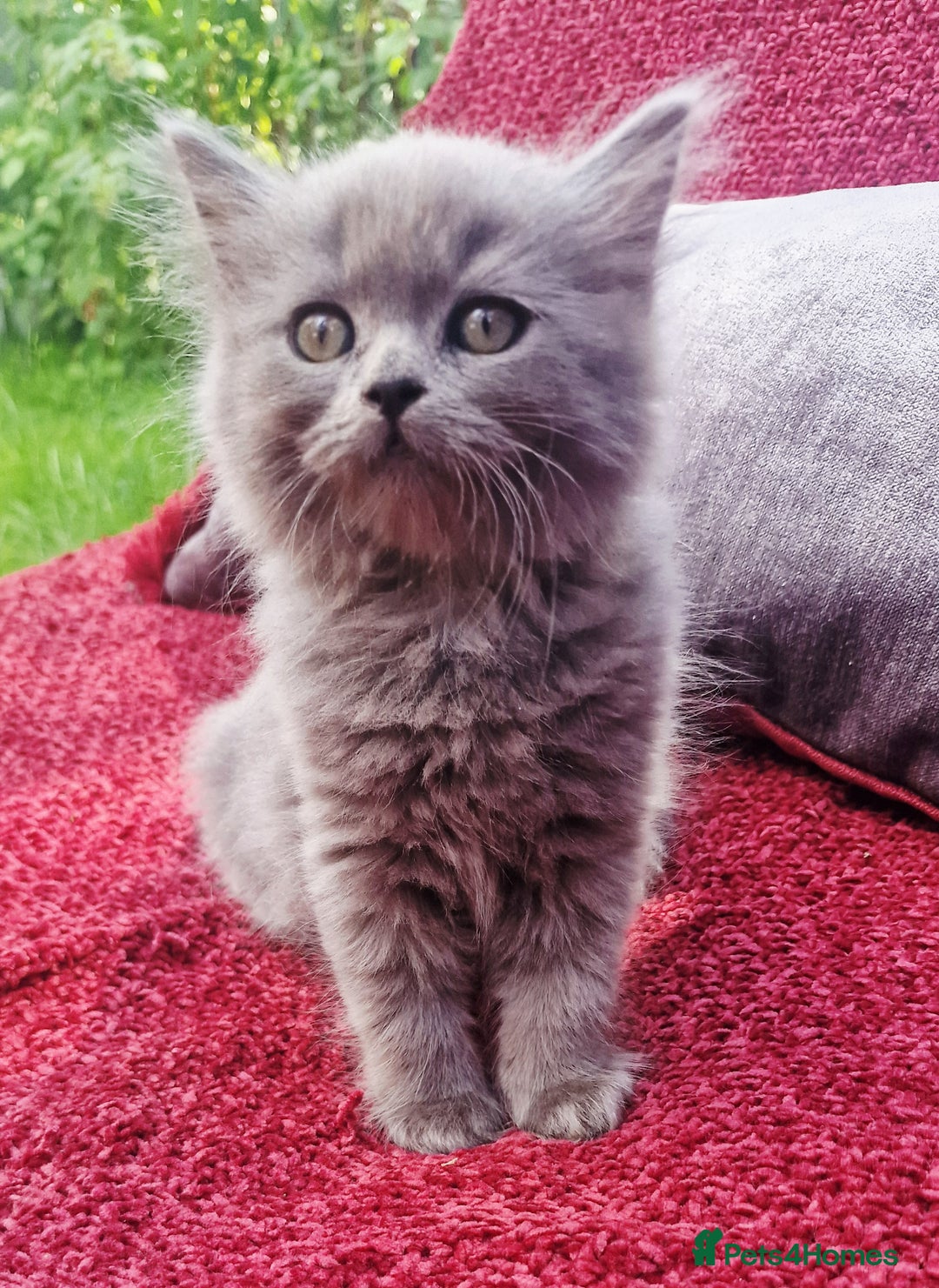 British Longhair cats for sale: Gorgeous Blue British longhair kittens - Image 9