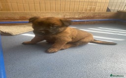 Belgian Shepherd Dog dogs for sale: KC registered Male Belgian Malinois pup  in Leeds - Image 7