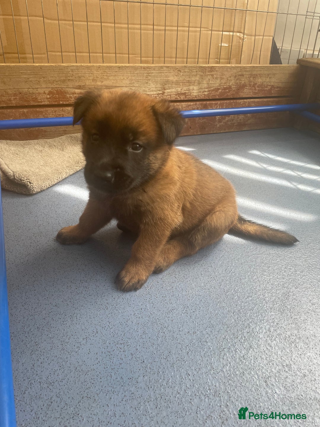 Belgian Shepherd Dog dogs for sale: KC registered Male Belgian Malinois pup  in Leeds - Image 7