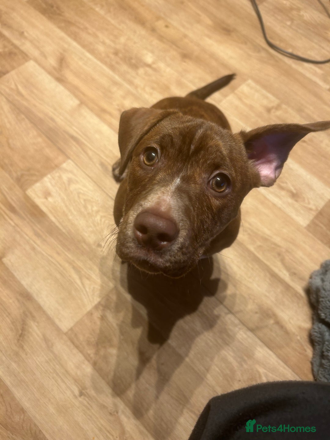 Mixed Breed dogs for sale: Coco  - Advert 1