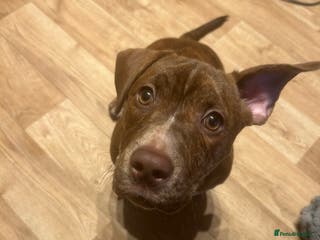 Mixed Breed dogs Coco - Advert 1