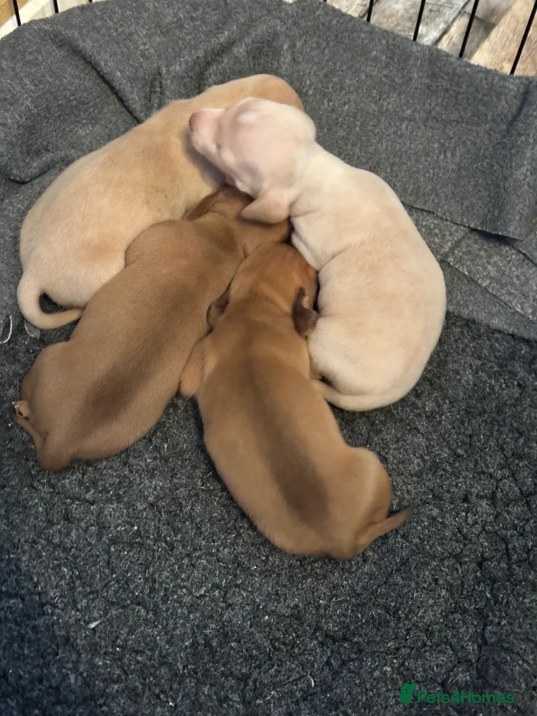 Miniature Dachshund dogs for sale: KC miniature dachshunds  - Advert 11