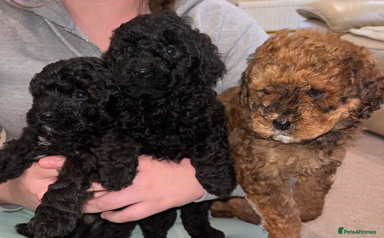 Cavapoo dogs **CAVAPOO F1B PUPS** - Advert 1