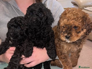 Cavapoo dogs **CAVAPOO F1B PUPS** 3 males left - Advert 1