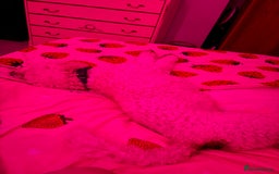 Cockapoo dogs for sale: 8 year old Cockapoo needs home - Advert 6